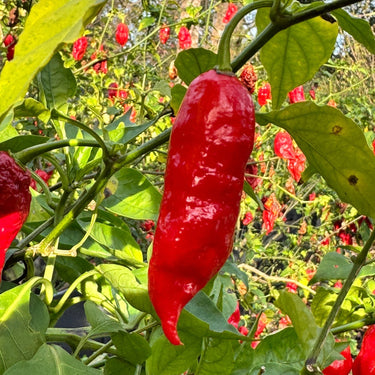 Tombstone Ghost Pepper - Seeds - The Pepper Pantry (Formerly Marie Sharp's)